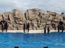 Additional excursion to the Dolphinarium