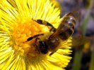 L'abeille caucasienne  le pass&#233; et l&#233; pr&#233;sent