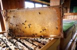 L'abeille caucasienne – le pass&#233; et l&#233; pr&#233;sent
